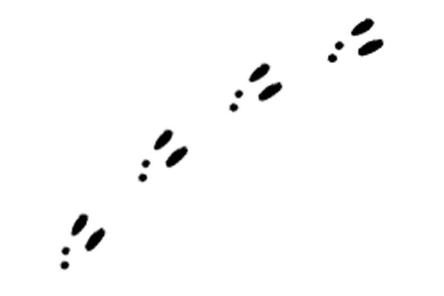 900x600 Rabbit Track Outline Clipart