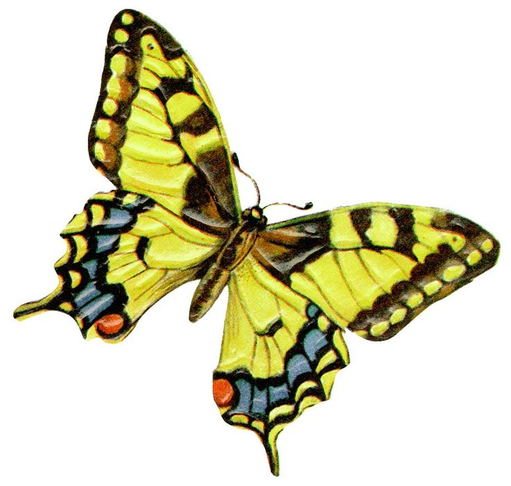 Butterflies Clipart Free