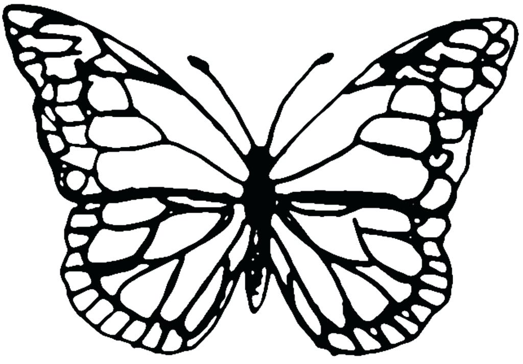 1024x714 Butterfly Outline Clipart Amazing Printable Butterfly Outline Free