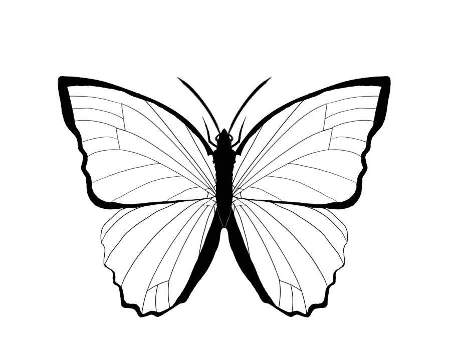 900x721 Outline Of Butterfly Many Interesting Cliparts
