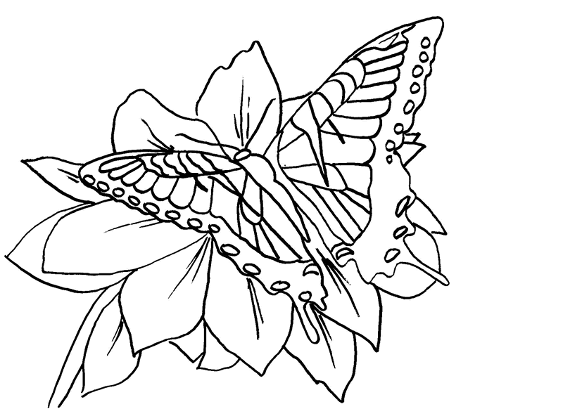800x582 Free Butterfly Coloring Pages Tiger Swallowtail