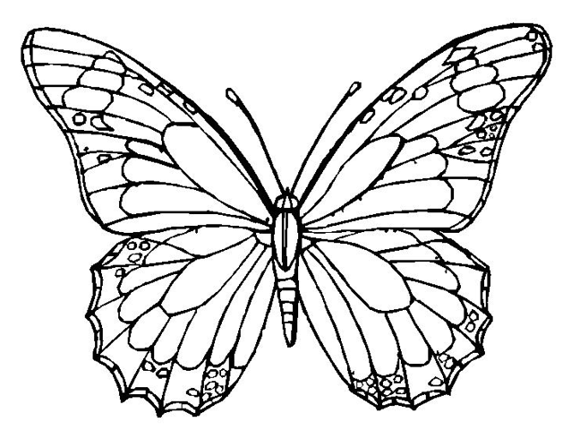 638x490 Butterfly Coloring Page Amp Coloring Book