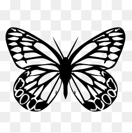 260x261 White Background Butterfly, White, Butterfly, Background Png Image