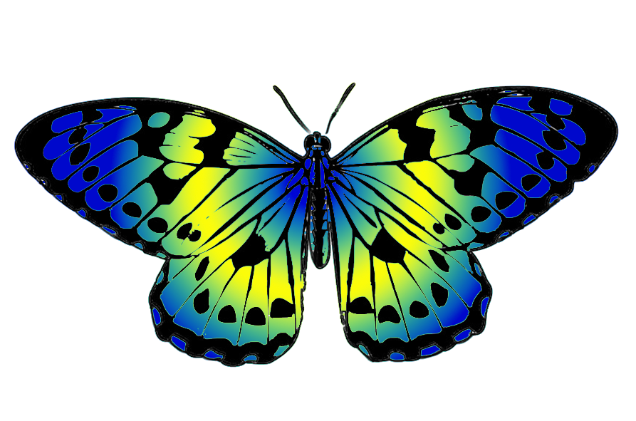 893x591 Butterfly Clip Art 3