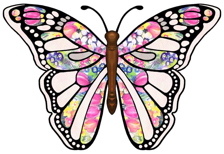 736x508 Clipart Butterfly Free