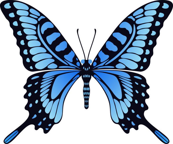 736x613 565 Best Butterfly Images Caterpillar, Art