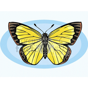 300x300 Royalty Free Yellow And Black Butterfly Clip Art 130766 Vector