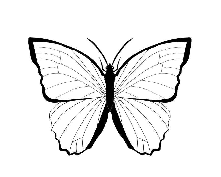Butterfly Outline | Free download on ClipArtMag