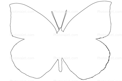 418x279 Best Butterfly Outline