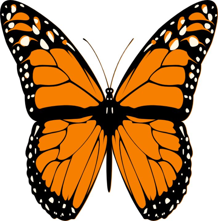 708x719 Butterfly Clip Art Clip Art Butterfly Clipart