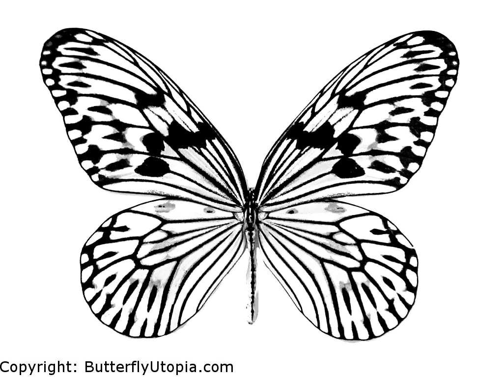 1024x768 Animal Butterflies To Colour And Print Butterfly Outline