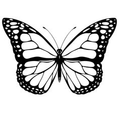 236x236 Tusiphone Abeona Butterflies Butterfly, Moth