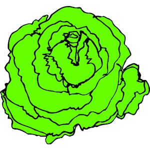 300x300 Cabbage Clipart Lettuce 2696928