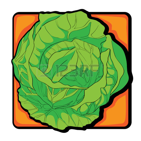 450x450 110 Savoy Cabbage Cliparts, Stock Vector And Royalty Free Savoy