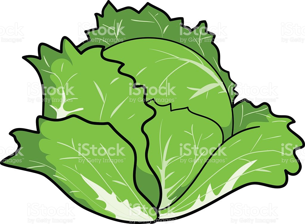 1024x754 Cabbage Clipart Vector