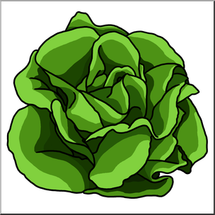 304x304 Clip Art Lettuce Color I Abcteach
