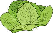 170x106 White Cabbage Clip Art