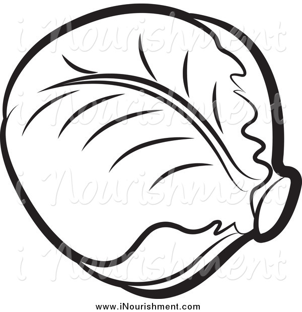 600x620 Cabbage Clipart