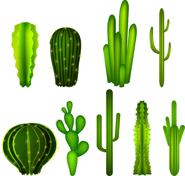 600x570 Cactus Free Vector Download (111 Free Vector) For Commercial Use