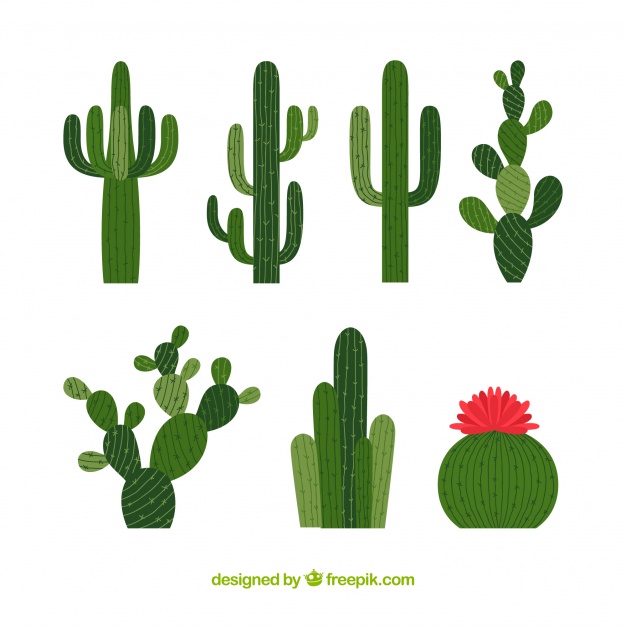 626x626 Cactus Vectors, Photos And Psd Files Free Download
