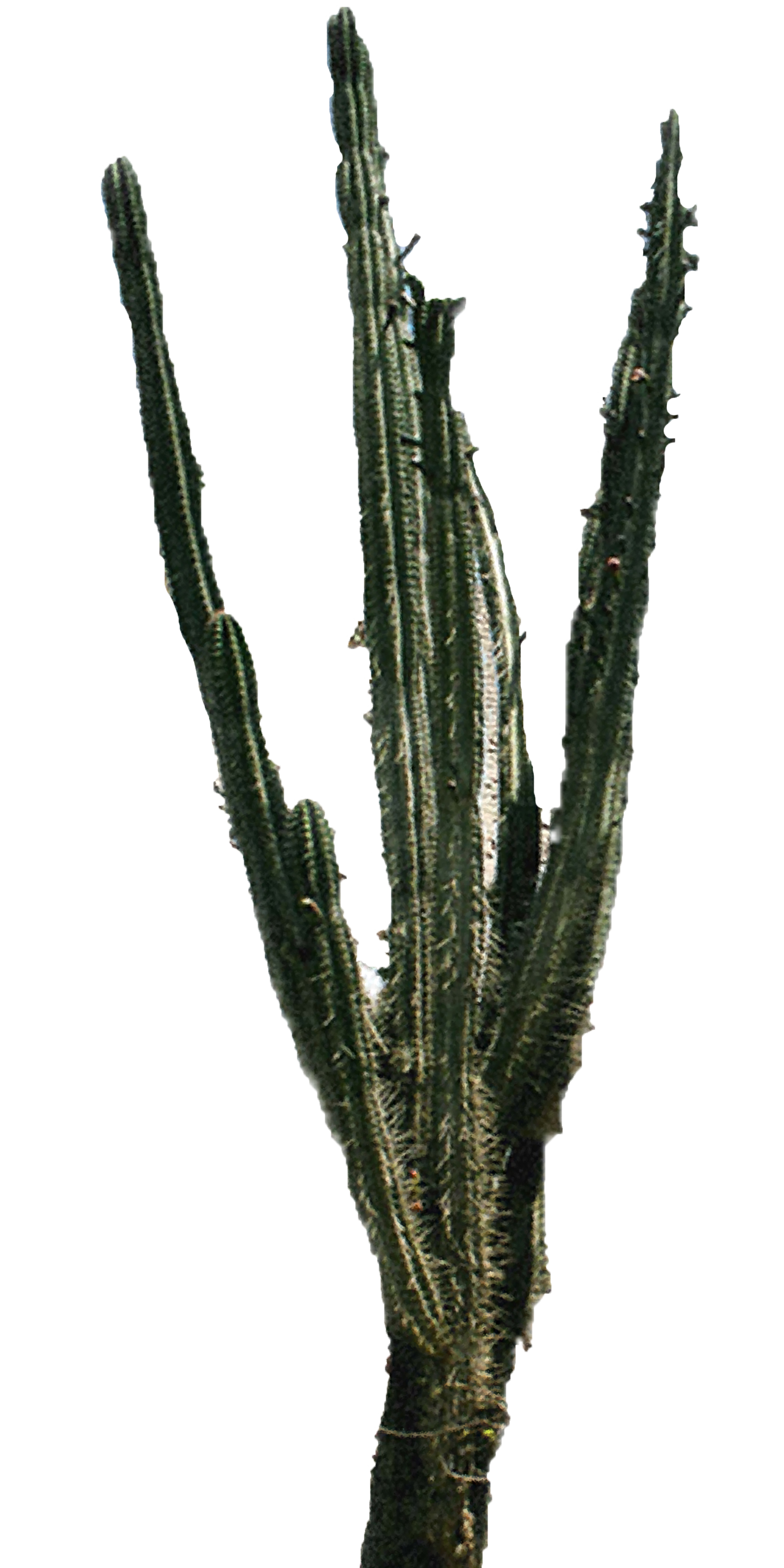 1800x3600 Download Cactus Png 2 Hq Png Image Freepngimg