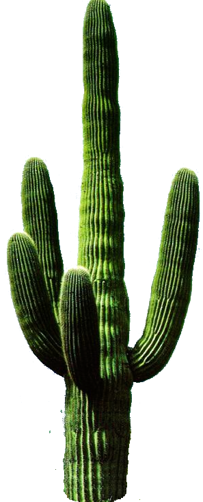 297x733 Stock Cactus Png By Karahrobinson Art