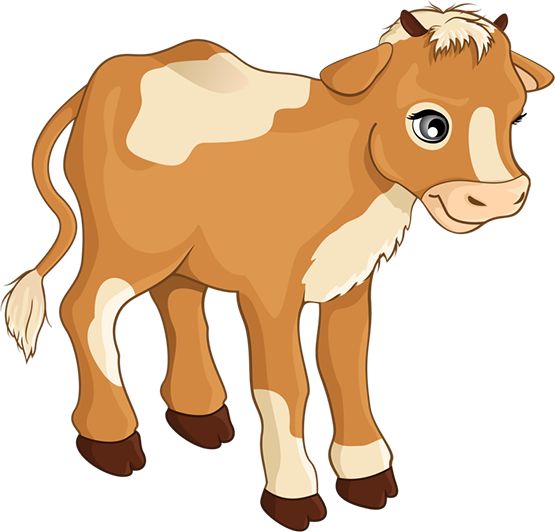 555x532 Calf Clipart