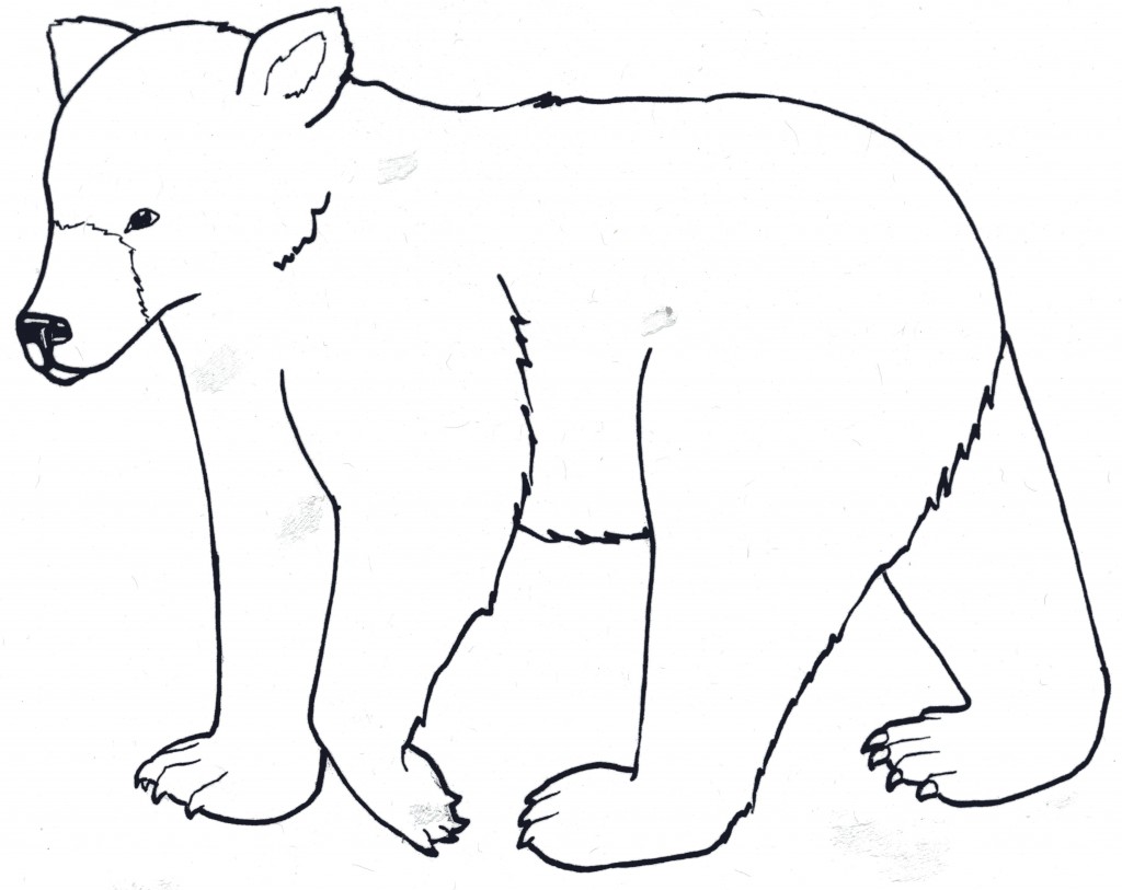 1024x813 Bear Outline