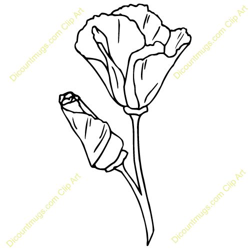 500x500 California Poppies Clipart