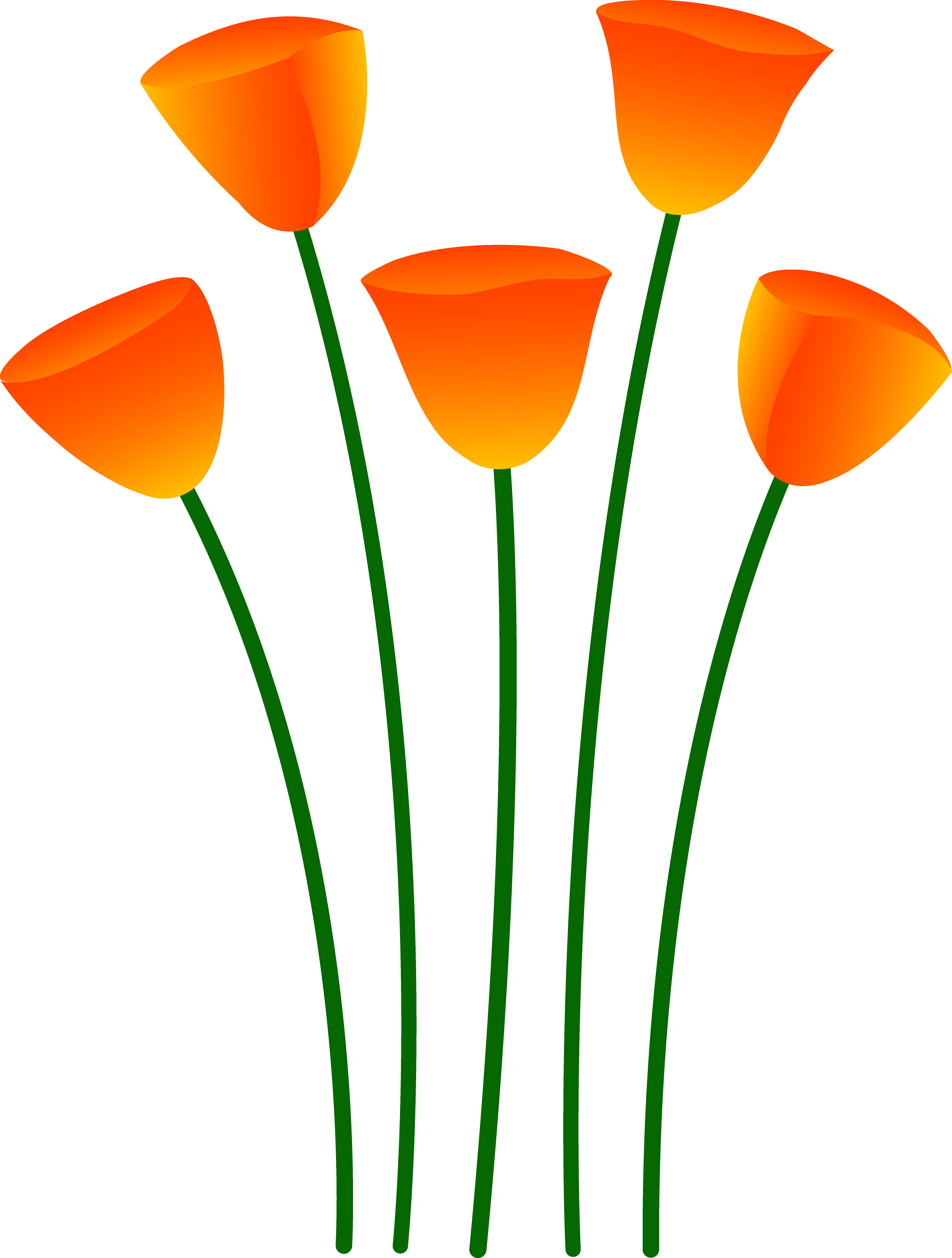 5992x7919 Orange Poppy Flowers