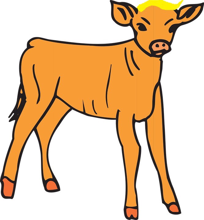 667x720 The Orange Calf John Knox Medium