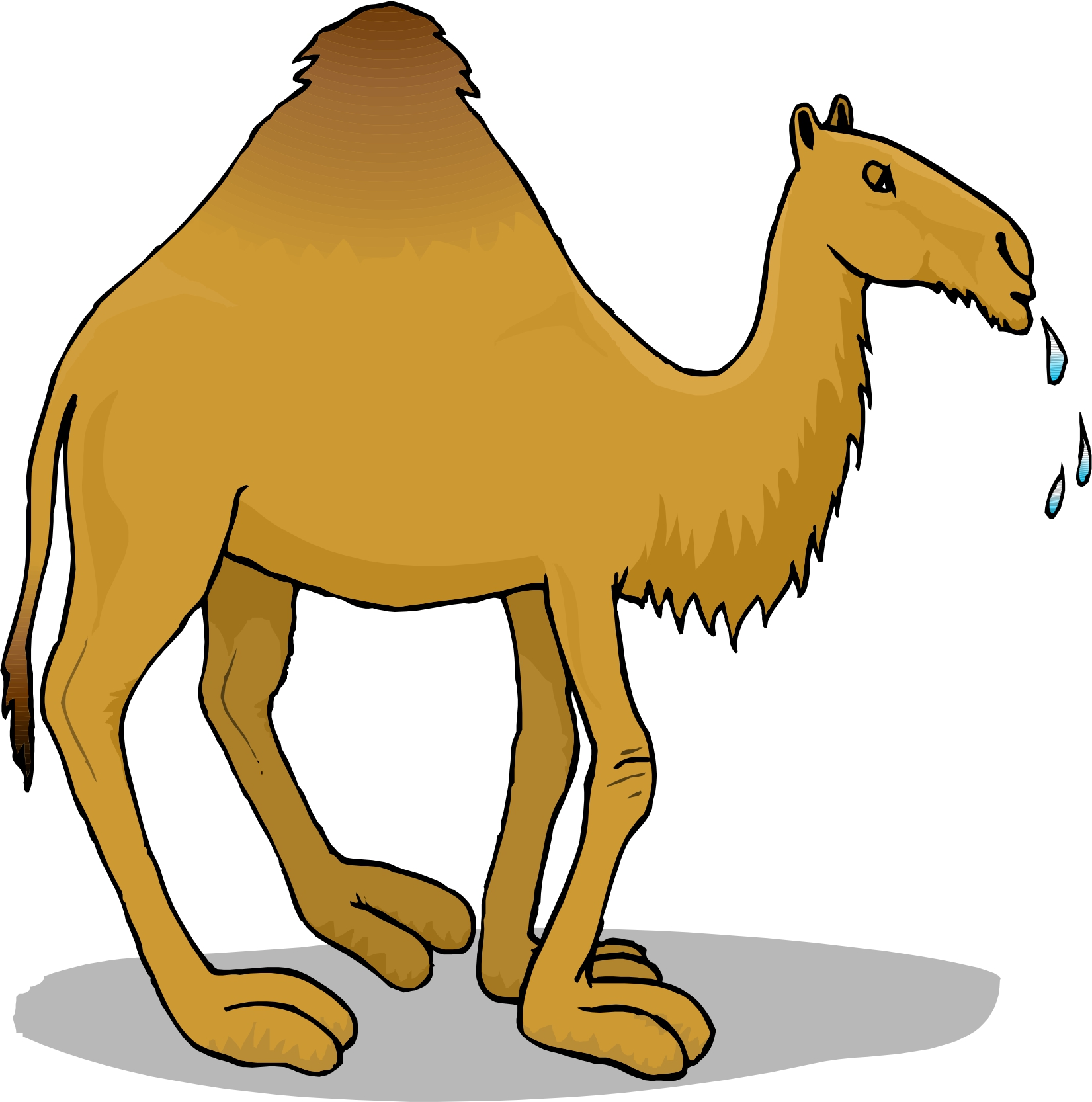 1651x1666 Camel Clipart Vector