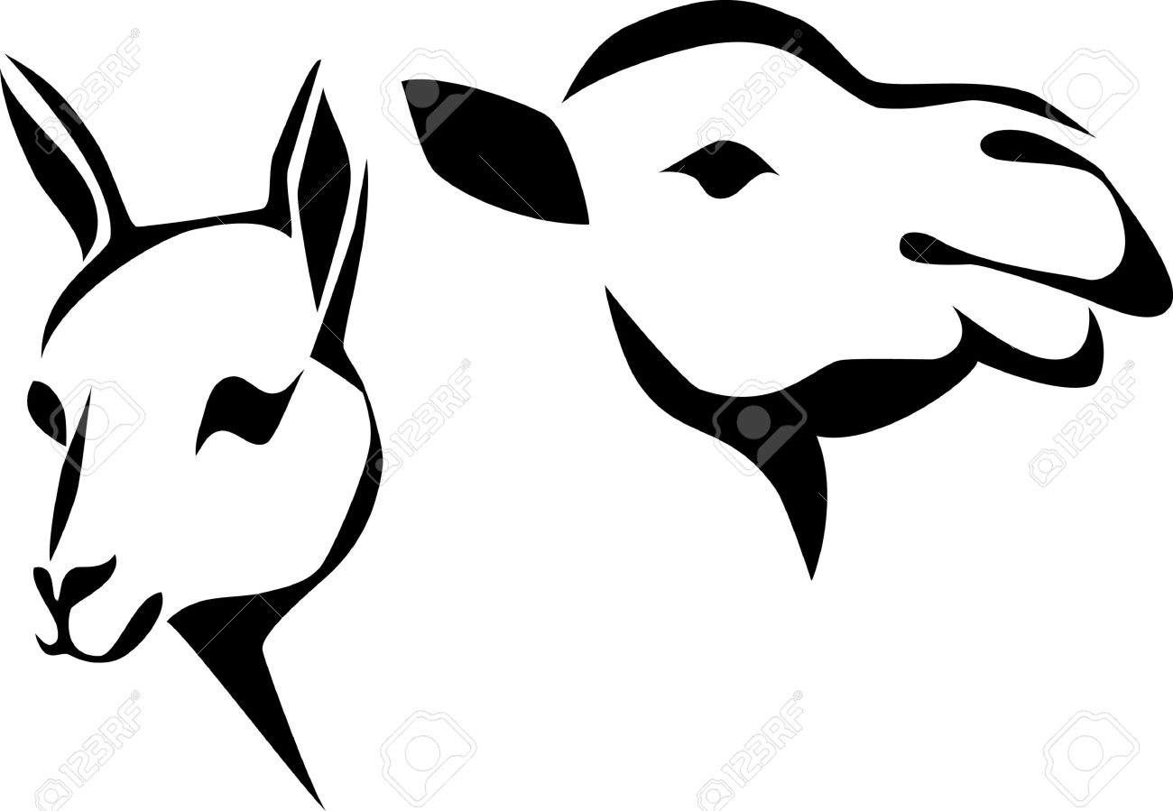 1300x899 Head Of Llama And Camel Royalty Free Cliparts, Vectors, And Stock