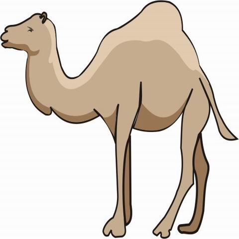 480x480 Camel Coloring Pages For Kids To Color And Print
