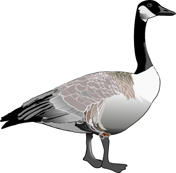 600x592 Canadian Goose Clip Art