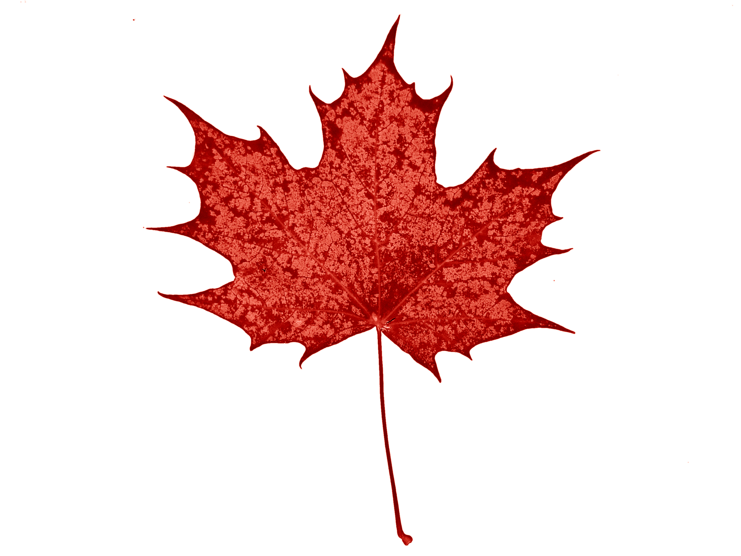2848x2136 Canadian Maple Leaf Clipart 2207268