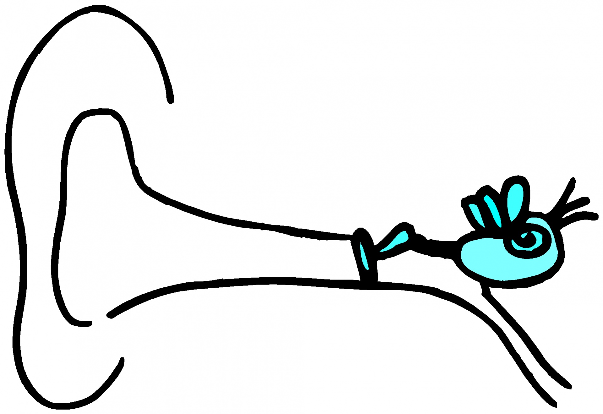 1920x1317 Ear Canal Clipart