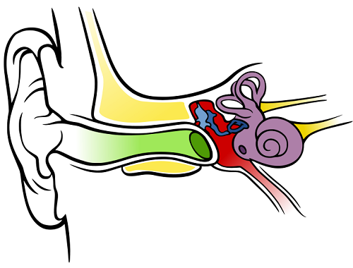 500x380 Inner Ear Clipart