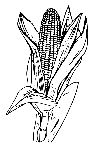414x599 Corn Clipart