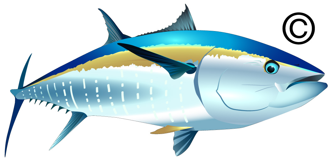 1050x529 Tuna Clip Art