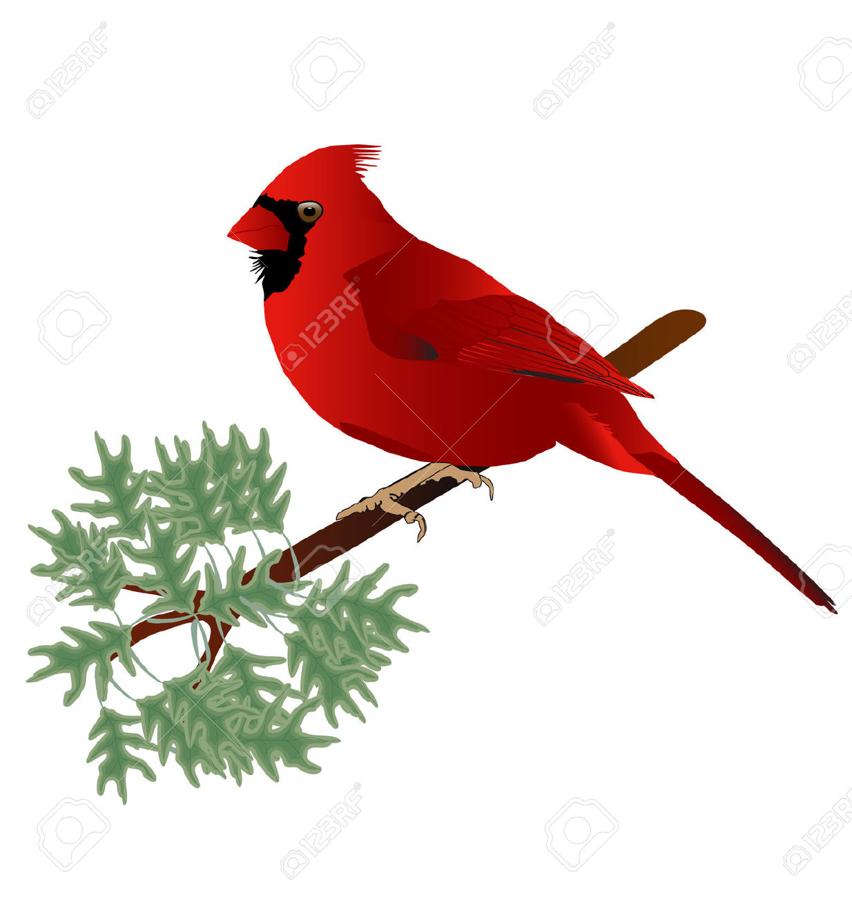 1234x1300 Cardinal Clipart Winter Cardinal