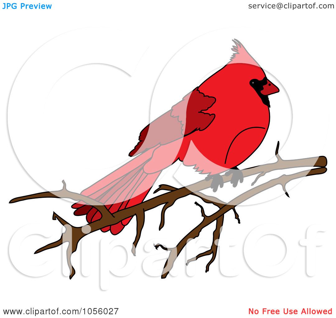 1080x1024 Royalty Free Vector Clip Art Illustration Of A Red Cardinal