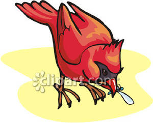 300x242 Cardinal Eating A Bug