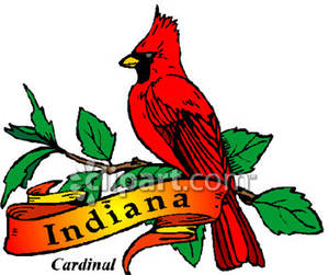 300x251 State Bird Of Indiana, The Cardinal