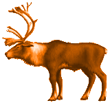 160x150 Top 96 Caribou Clip Art
