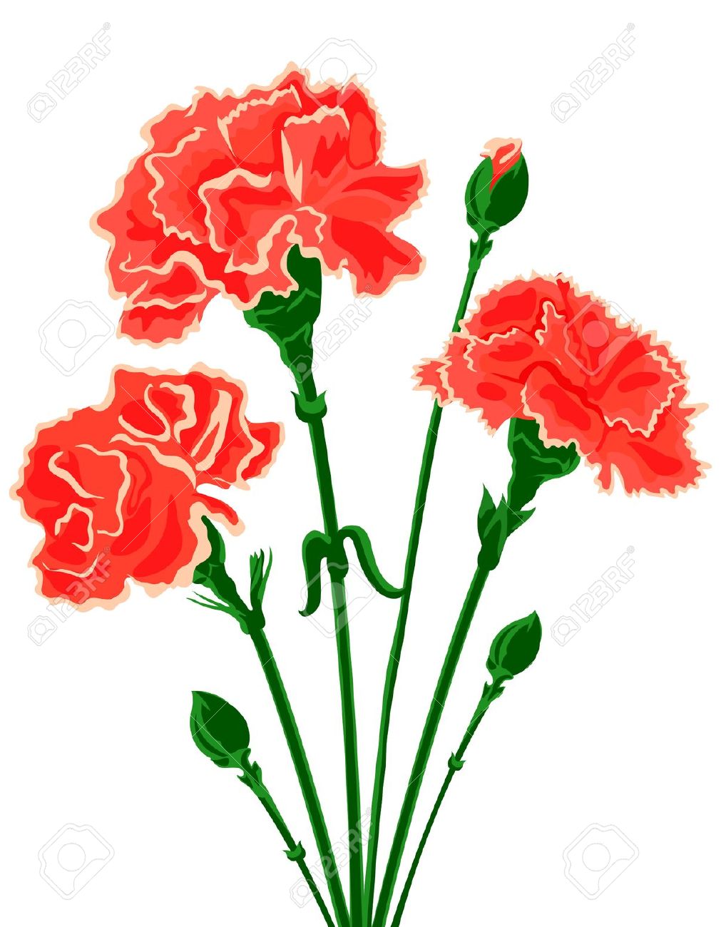 1011x1300 Carnation Clipart