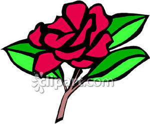 300x249 Carnation Clipart Cartoon