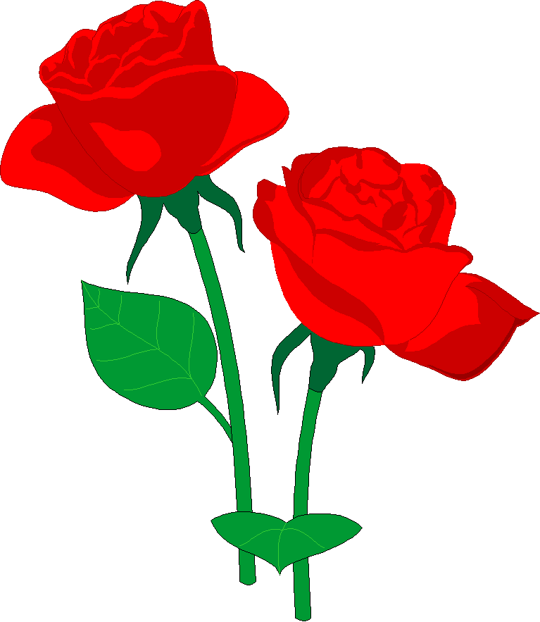 767x883 Carnation Clipart Real Flower