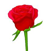 170x170 Clipart Of Beautiful Red Carnation Isolated On White Background