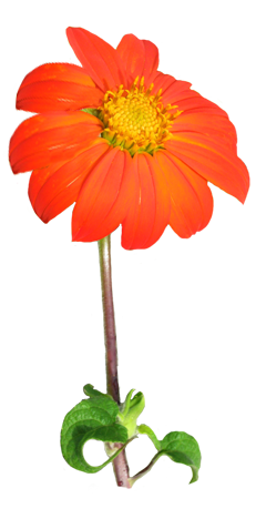 240x468 Flower Image Gallery